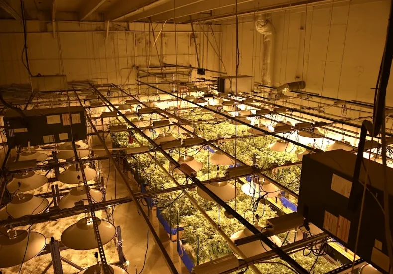 Indoor hemp cultivation: choosing the right timing