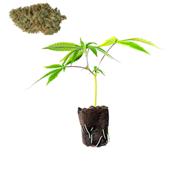 Orange Skunk hemp clones CBD