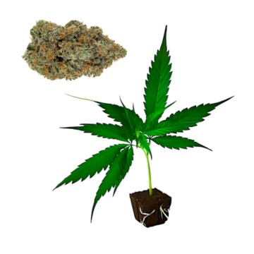 Northern Lights hemp clones CBD